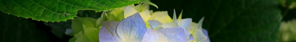 cropped-Hydrangeas1.jpg