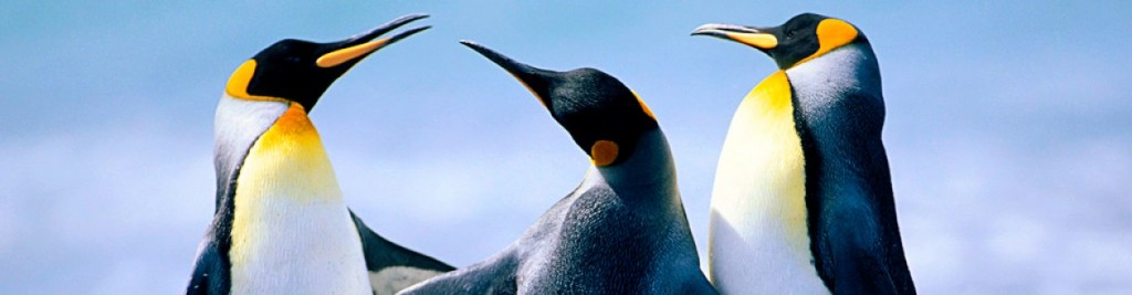 cropped-Penguins.jpg