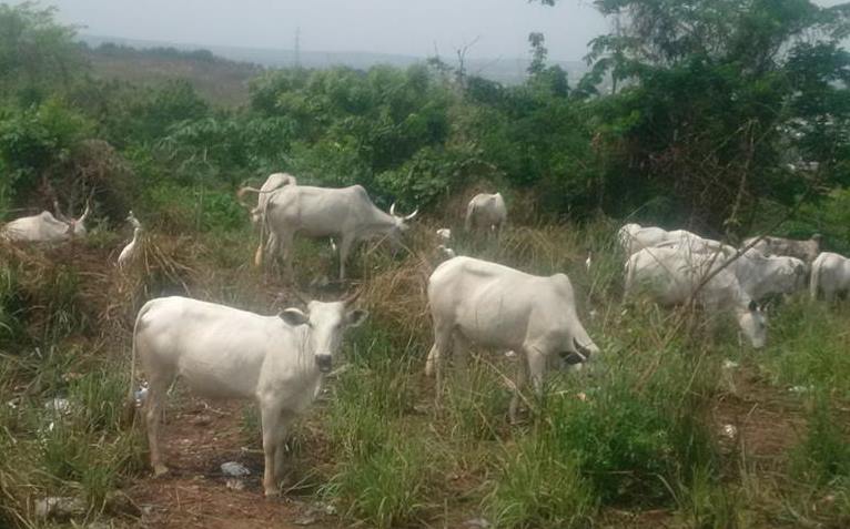 The abandoned cows within Mapoly land.